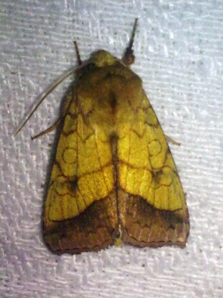 Pyrria umbra? - S